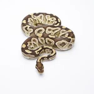 Snake Species Imprime: Royal Python (Python regius), Mojave Razor