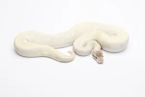 Impresión enmarcada : Pitón Real (Python regius), Diamante Opal.