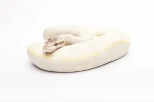 Royal Python Imprime: Royal Python (Python regius), Opal Diamond