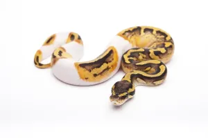 Austrian Wildlife Fauna Imprime: Royal Python (Python regius), Pastel Piebald