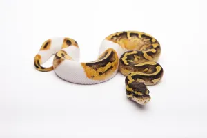 Wild Animal Breeding Imprime: Royal Python (Python regius), Pastel Piebald