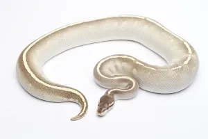 Austrian Wildlife Fauna Imprime: Royal Python (Python regius), Phantom Mojave Het Ghost