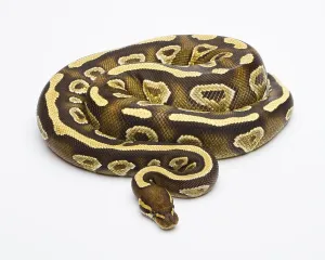 Wild Animal Breeding Imprime: Royal Python (Python regius), Phantom Yellow Belly