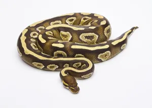 Female Snake Imprime: Royal python (Python regius), Phantom Yellow Belly