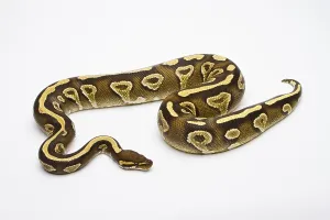 Serpentes Images Imprime: Royal python (Python regius), Phantom Yellow Belly