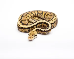 Male Animal Images Imprime: Royal python (Python regius), Powerball