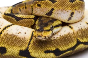 Austrian Wildlife Fauna Imprime: Royal Python (Python regius), Spider