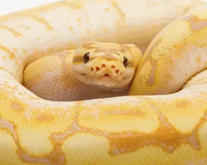 Royal Python (Python regius), Spider CG