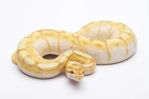 Scaled Reptiles Europe Imprime: Royal python (Python regius), Spider CG