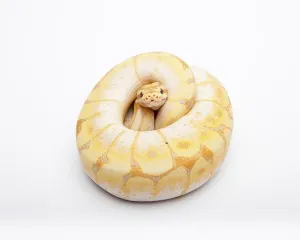 Royal Python Imprime: Royal python (Python regius), Spider CG