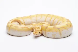 Open Air Nature Photography Austria Imprime: Royal Python (Python regius), Spider CG