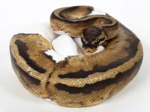 Royal Python Imprime: Royal python (Python regius), spotted