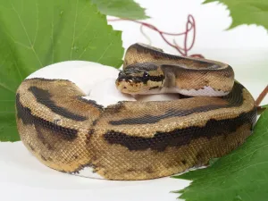 Royal Python Imprime: Royal python (Python regius), spotted