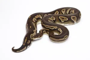 Wild Animal Breeding Imprime: Royal Python (Python regius), Super Black Head