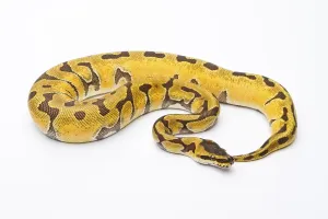 Austria Livestock Farming Imprime: Royal Python (Python regius), Super Enchi