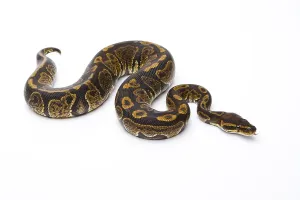 Royal Python (Python regius), Super Granite