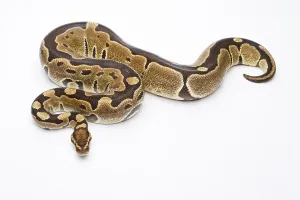 Royal Python (Python regius), Super Razor