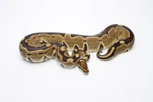 Reptilia Species Imprime: Royal Python (Python regius), Super Razor