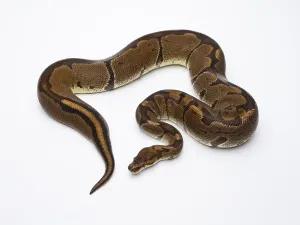 Snake Species Imprime: Royal Python (Python regius), Super Venom