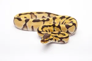 Panthera Tigris Images Imprime: Royal Python (Python regius), Tiger