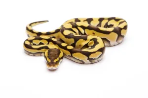 Royal Python Imprime: Royal Python (Python regius), Tiger Phantom