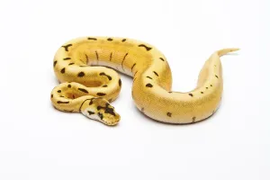 Panthera Tigris Images Imprime: Royal Python (Python regius), Tiger Spider