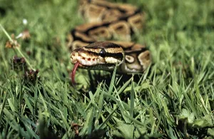 Royal Python Imprime: Royal Python (python regius) with Tongue out