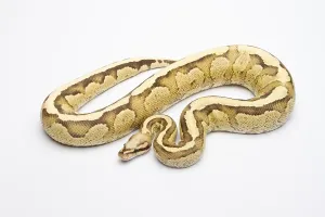 Impresión enmarcada : Pitón Real (Python regius), Crema de Vainilla. Impresión enmarcada : Pitón Real (Python regius), Crema de Vainilla.