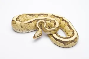 Python Regius Images Imprime: Royal python (Python regius), Vanilla Cream