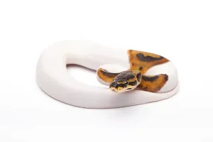 Wild Animal Breeding Imprime: Royal Python (Python regius), Willi Obermayer reptile breeding