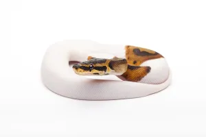 Royal Python Imprime: Royal Python (Python regius), Willi Obermayer reptile breeding