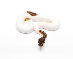 Wild Animal Breeding Imprime: Royal Python (Python regius), Willi Obermayer reptile breeding