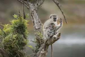 No People Nature Park Imprime: Security (Cercopithecus)