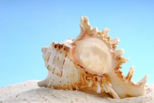 Underwater World Pictures Imprime: Shell, Shell