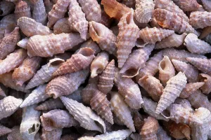 Underwater Sea Creatures Imprime: Shells
