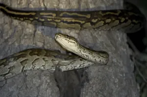 Impresión enmarcada : Pitón de Roca del Sur de África (Python natalensis)