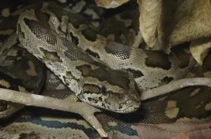 Vertebrate Wildlife Imprime: Southern Rock Python (Python natalensis)
