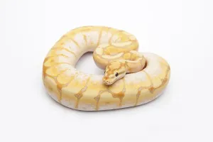 Impresión enmarcada : Araña CG Ball Python o Royal Python (Python regius) Impresión enmarcada : Araña CG Ball Python o Royal Python (Python regius)