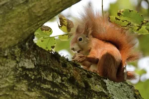 Animal Feeding Behavior Imprime: Squirrel eats walnut