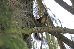 Squirrel Images Imprime: Squirrel (Sciurus)