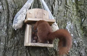 Eco Friendly Bird Feeders Imprime: Squirrel (Sciurus) eats hazelnuts at the feeder