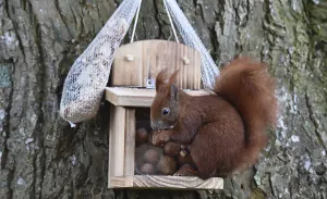 Eco Friendly Bird Feeders Imprime: Squirrel (Sciurus) eats hazelnuts at the feeder