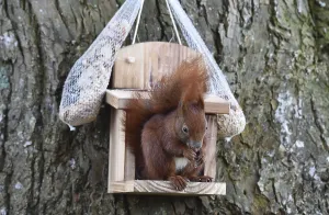 Eco Friendly Bird Feeders Imprime: Squirrel (Sciurus) eats hazelnuts at the feeder