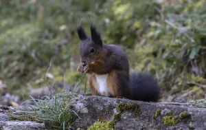 Animal Feeding Habits Imprime: Squirrel (Sciurus) eats nut