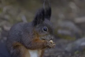 Animal Feeding Habits Imprime: Squirrel (Sciurus) eats nut