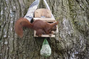 Bird Feeder Wildlife Imprime: Squirrel (Sciurus) eats nuts at the feeder