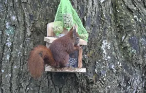 Winter Bird Feeder Imprime: Squirrel (Sciurus) eats peanuts at the feeder in winter