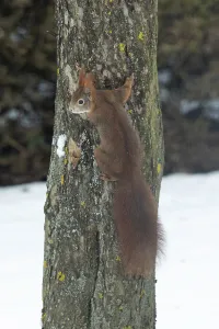 Tree Trunk Animals Imprime: Squirrel (Sciurus vulgaris)