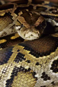 Constrictor Snake Species Imprime: Tiger python (Python molurus)