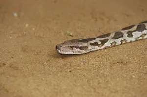 Constrictor Snake Imprime: Tiger python (Python molurus)